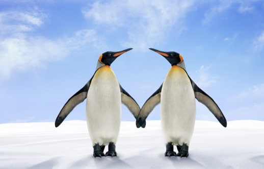 Pinguins - imagem: Digital Zoo/Digital Vision