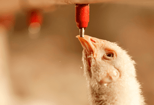 Imagem de frango sendo alimentado